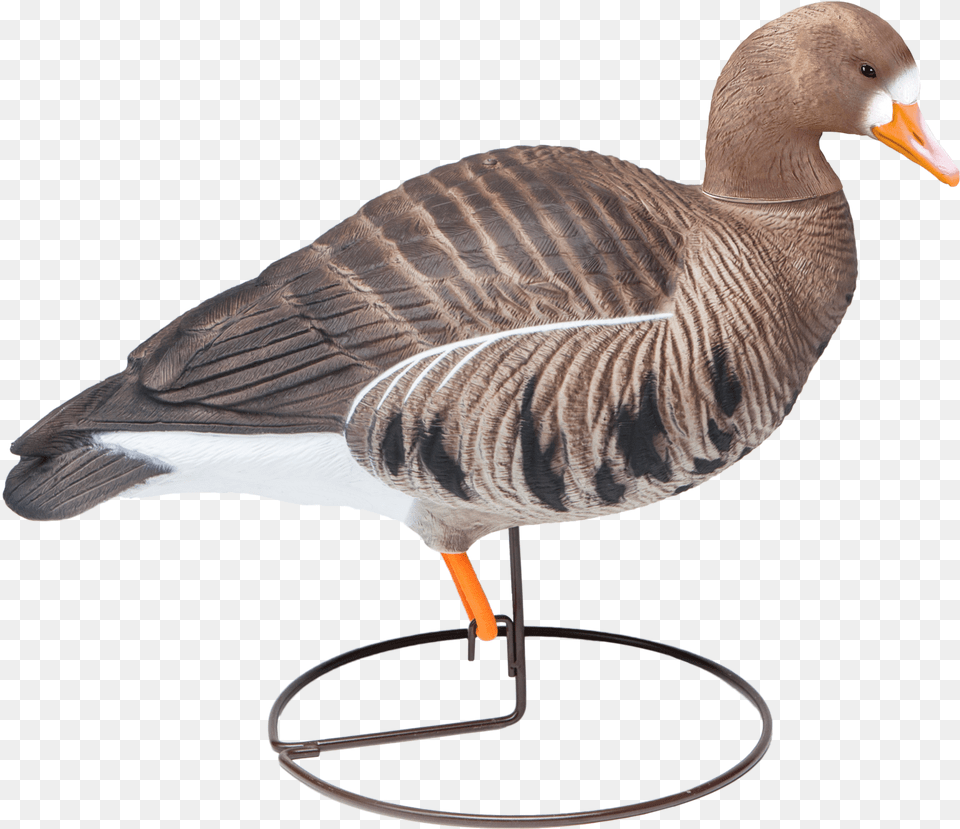Goose, Animal, Bird, Waterfowl Free Png