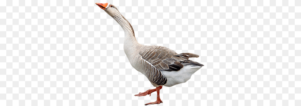 Goose Animal, Bird, Waterfowl Free Png Download