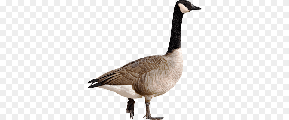 Goose, Animal, Bird, Waterfowl Free Png