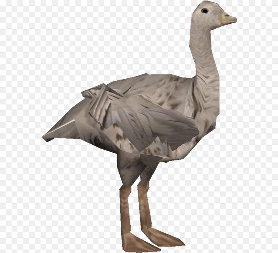 Goose, Animal, Bird, Waterfowl, Person Png Image