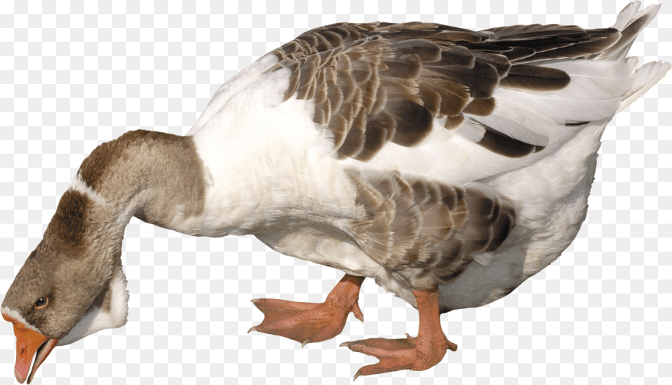 Goose, Animal, Bird, Waterfowl, Anseriformes Free Transparent Png