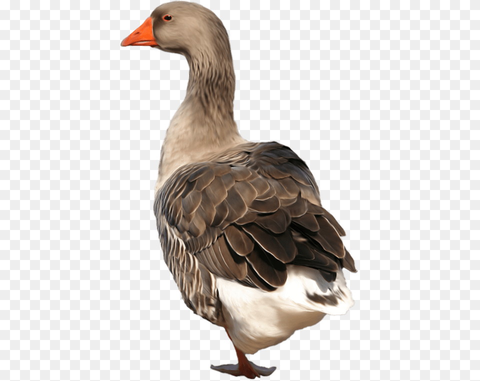 Goose Background Goose, Animal, Bird, Waterfowl, Anseriformes Free Png Download
