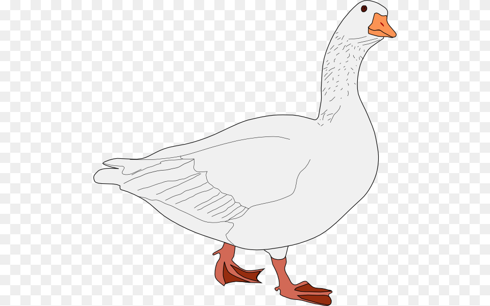 Goose Bird Svg Clip Arts 594 X 601 Px, Animal, Waterfowl Png Image