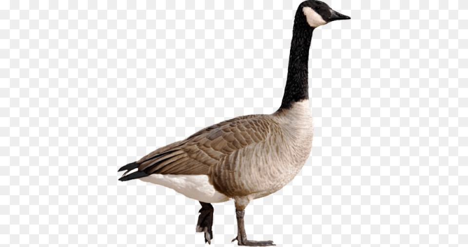 Goose Canada Goose, Animal, Bird, Waterfowl Png Image