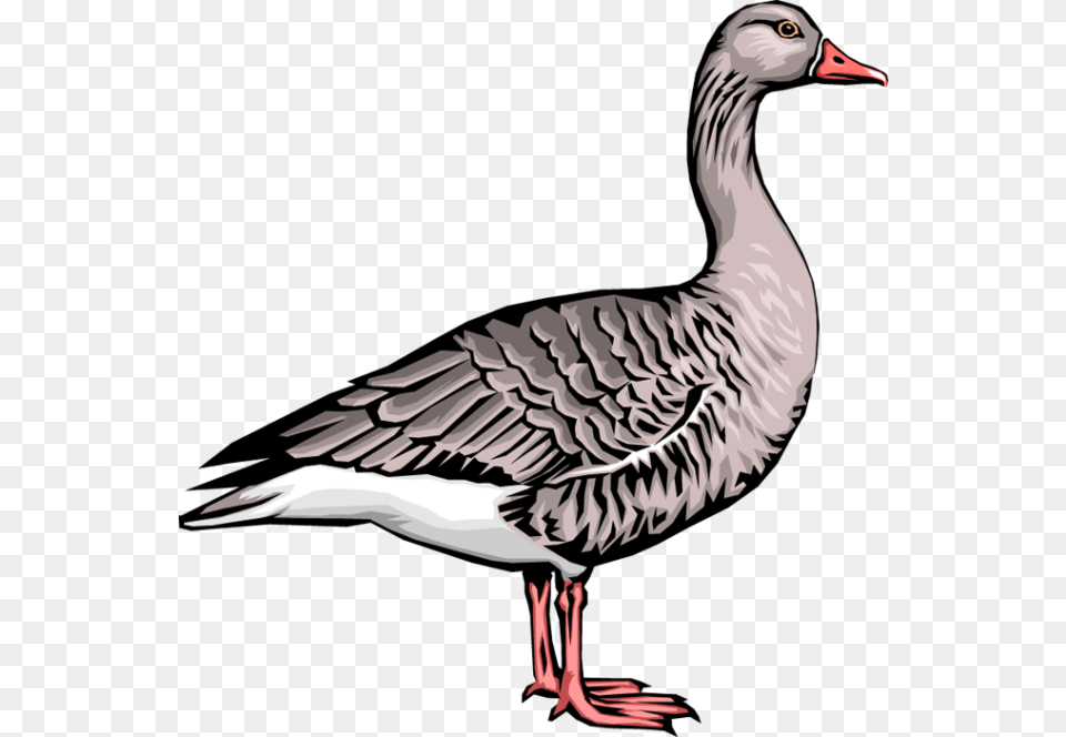 Goose Clip Art, Animal, Bird, Waterfowl, Anseriformes Free Png
