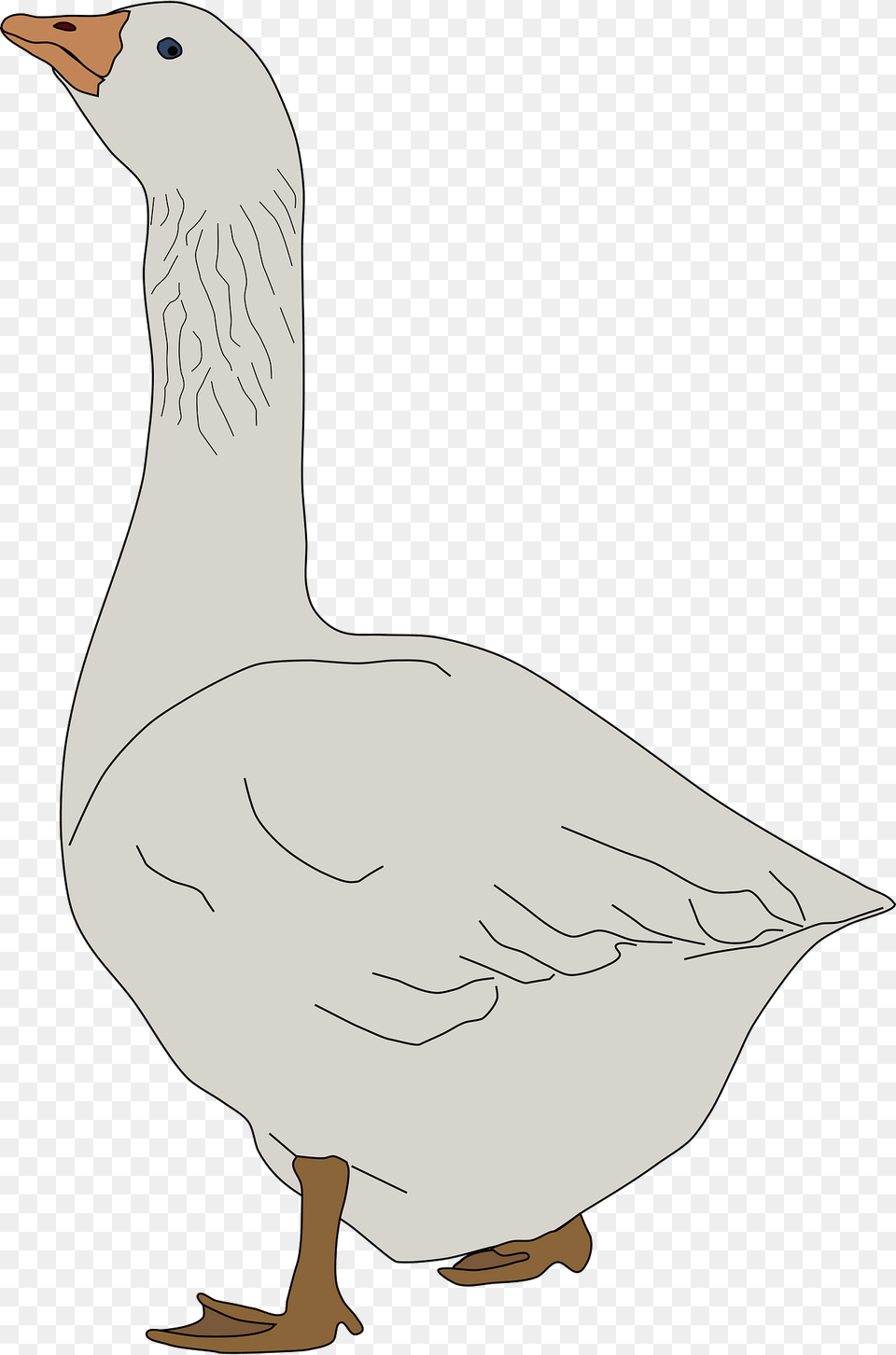 Goose Clipart, Animal, Bird, Waterfowl, Person Free Png