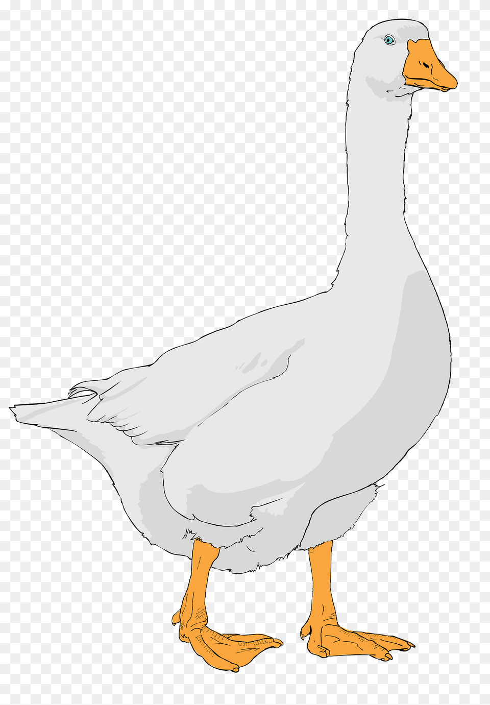 Goose Clipart, Animal, Bird, Waterfowl, Anseriformes Png Image