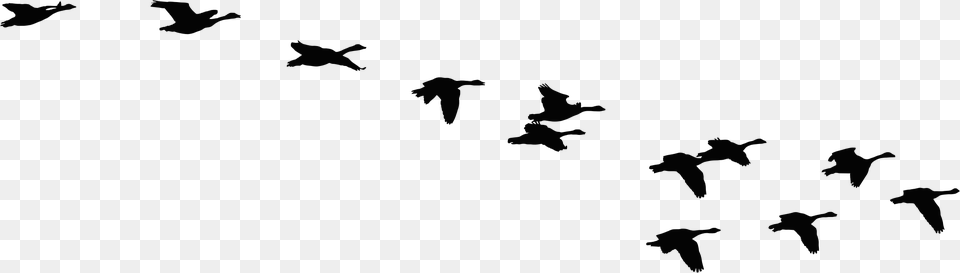 Goose Clipart Bird Fly, Animal, Flying, Flock, Silhouette Png Image
