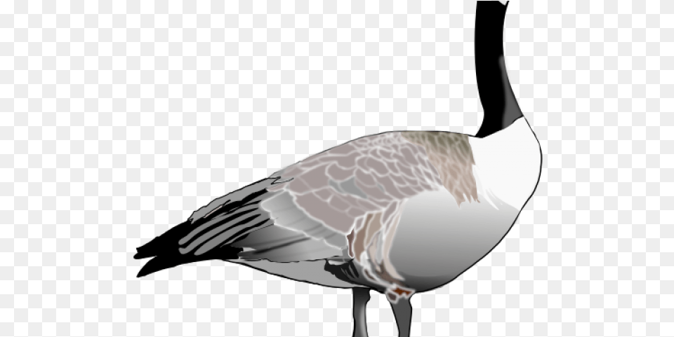 Goose Clipart Canada Goose Clipart, Animal, Bird, Waterfowl, Person Png Image