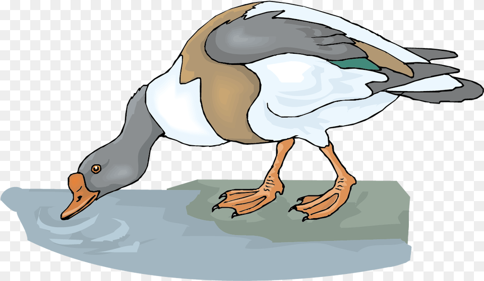 Goose Clipart Vector, Animal, Bird, Waterfowl, Anseriformes Png Image