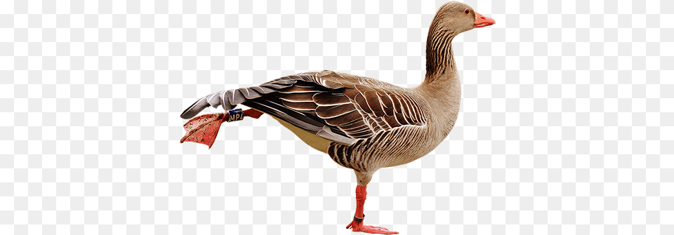 Goose Doing Leg Lifts Aquatic Birds Animals Gs, Animal, Bird, Waterfowl Png