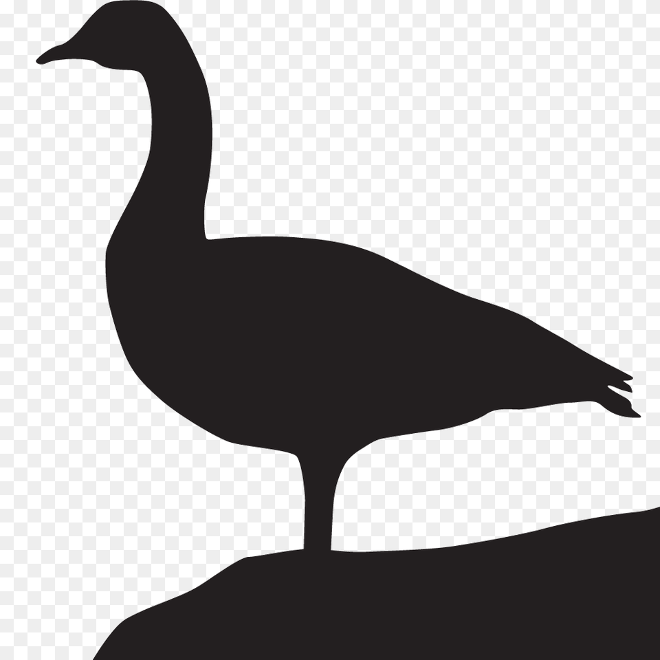 Goose Download Image Arts, Animal, Bird, Waterfowl, Silhouette Png
