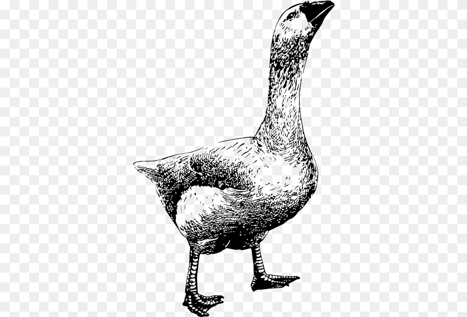 Goose Duck, Gray Png