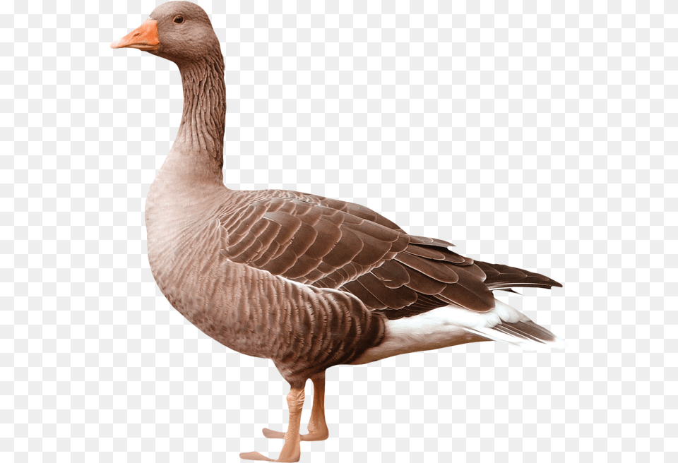 Goose Goose Greylag Goose, Animal, Bird, Waterfowl Free Png Download