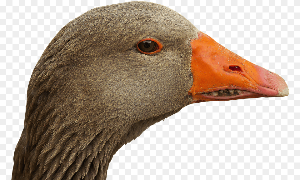 Goose Head Transparent, Animal, Bird, Waterfowl, Beak Png Image