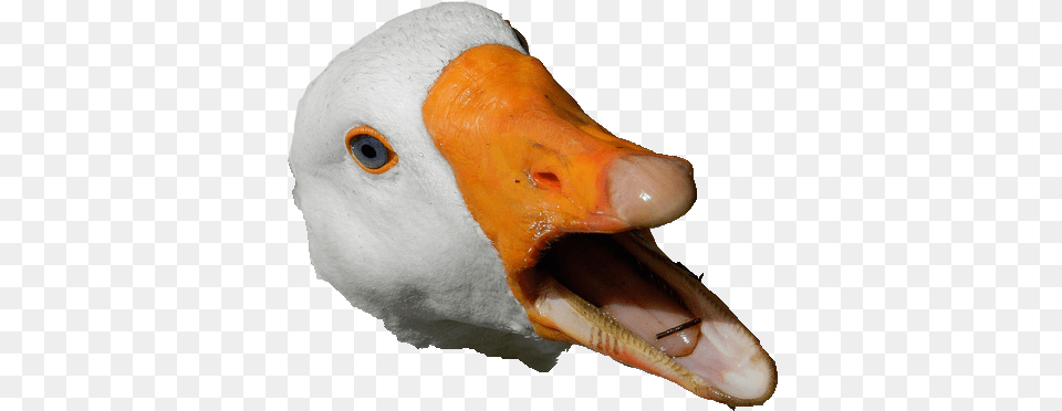 Goose Head Transparent U0026 Clipart Ywd Duck Head, Animal, Beak, Bird, Waterfowl Free Png Download