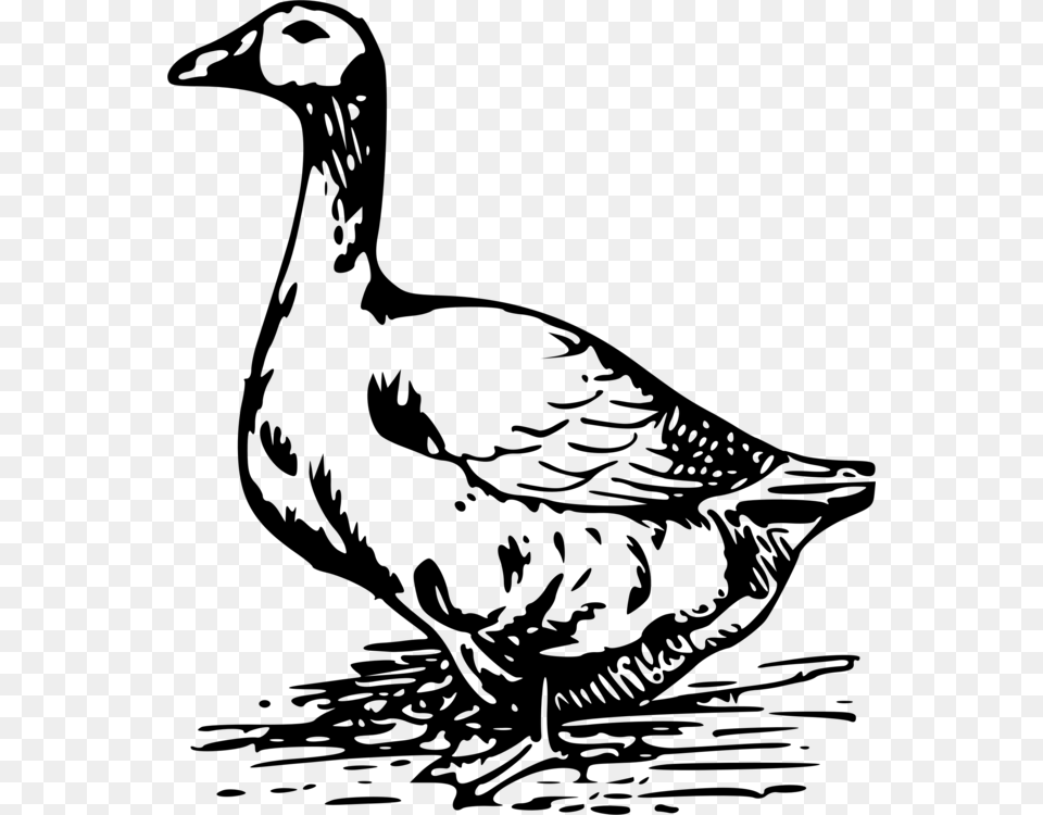 Goose Images, Gray Free Png