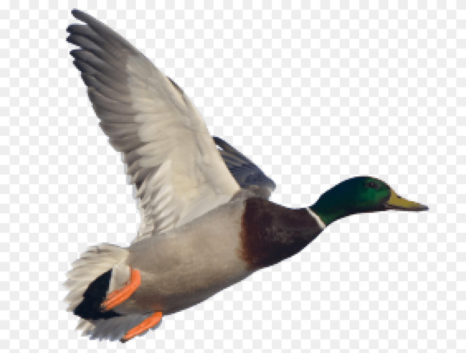 Goose Images Flying Duck, Animal, Bird, Mallard, Waterfowl Free Png