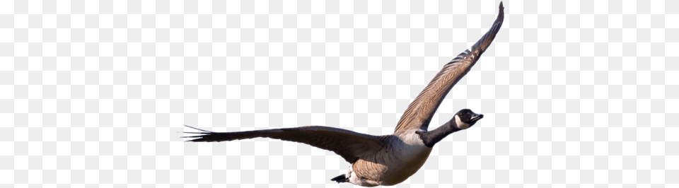 Goose Images Transparent Download, Animal, Bird, Waterfowl, Flying Free Png