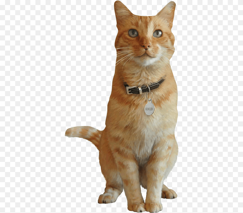 Goose Mcu Goose Captain Marvel, Accessories, Animal, Cat, Mammal Free Transparent Png