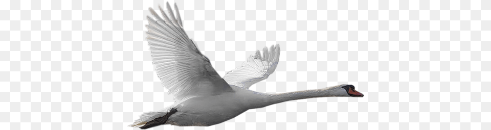 Goose Repl Hatty, Animal, Bird, Swan, Fish Png Image