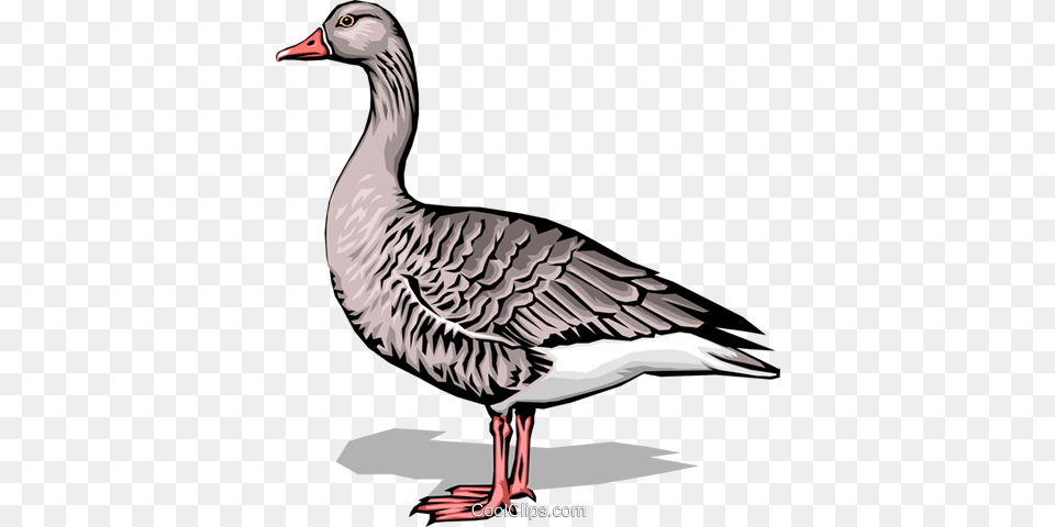 Goose Royalty Vector Clip Art Illustration, Animal, Bird, Waterfowl, Anseriformes Free Transparent Png