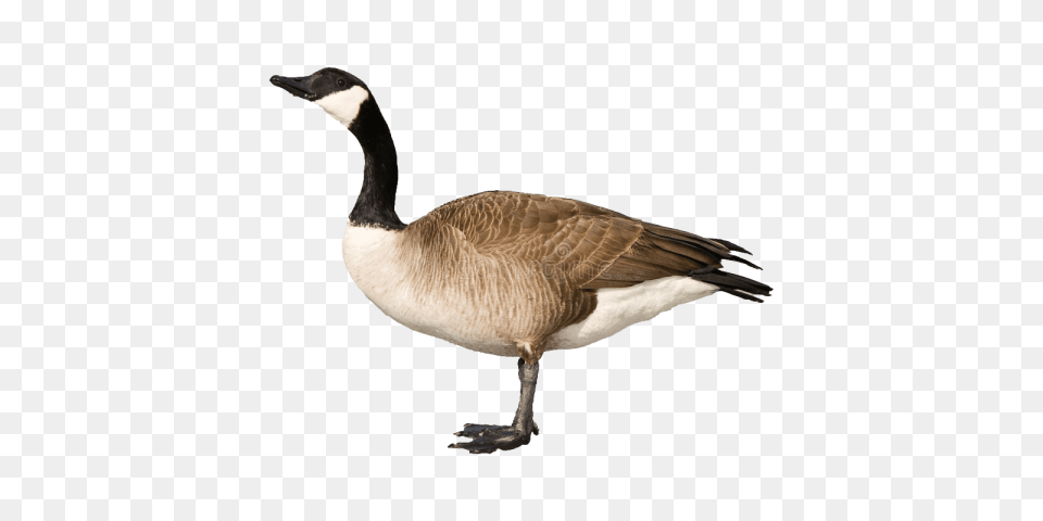 Goose S, Animal, Bird, Waterfowl Png