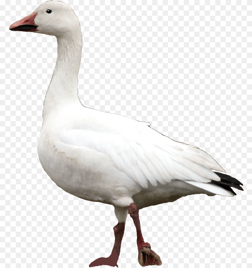 Goose Snow Goose, Animal, Bird, Waterfowl, Anseriformes Png Image