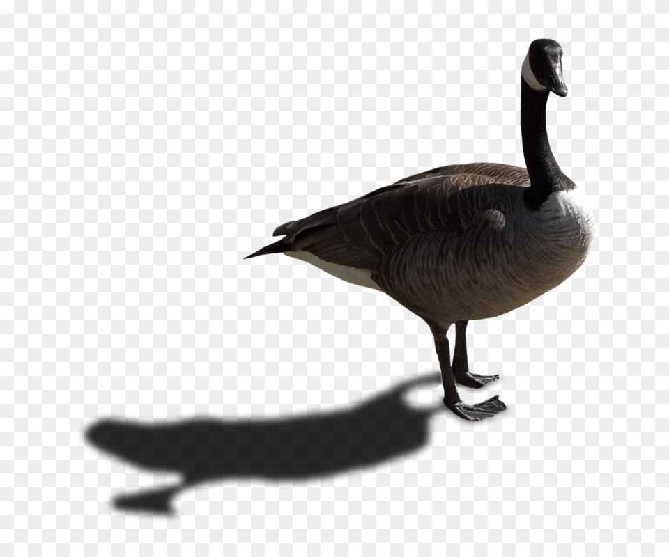 Goose Transparent Arts, Animal, Bird, Waterfowl Png Image