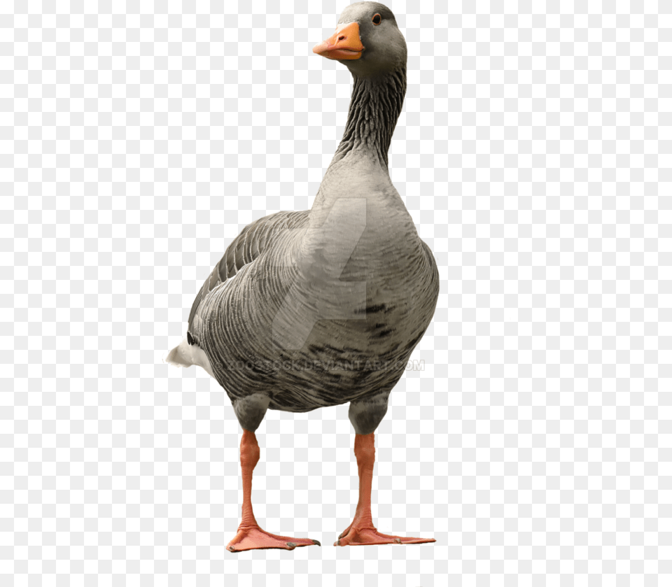 Goose Transparent Background, Animal, Bird, Waterfowl Png Image