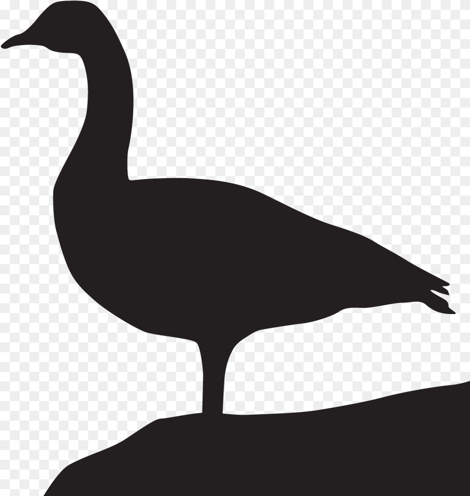 Goose Transparent Black Brant Silhouette Of Canada Goose, Animal, Bird, Waterfowl, Person Png Image