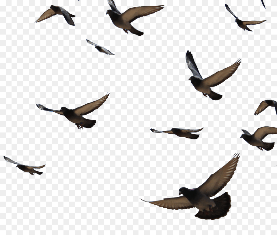 Goose Transparent Flock Dove, Animal, Bird, Flying, Pigeon Free Png Download