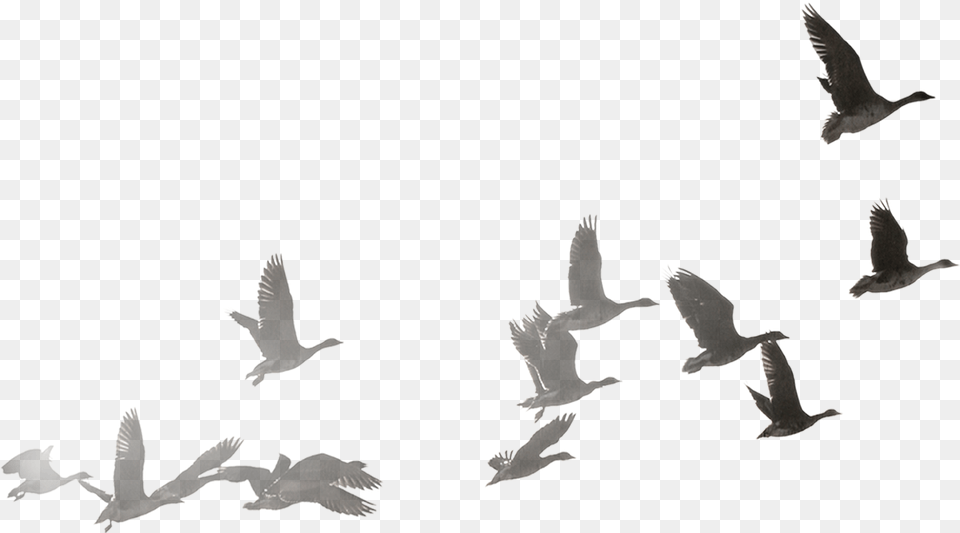 Goose Flock Dove Flock Of Dove, Animal, Bird, Flying Free Transparent Png