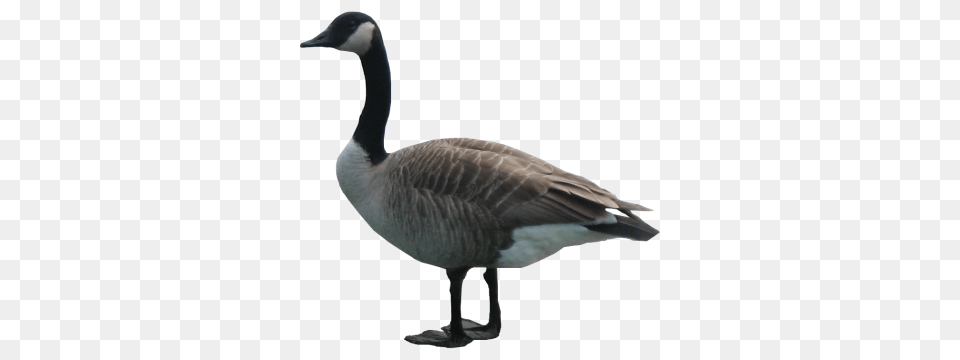 Goose Image, Animal, Bird, Waterfowl, Anseriformes Free Transparent Png