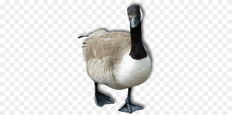 Goose Transparent Image Goose, Animal, Bird, Waterfowl, Anseriformes Png