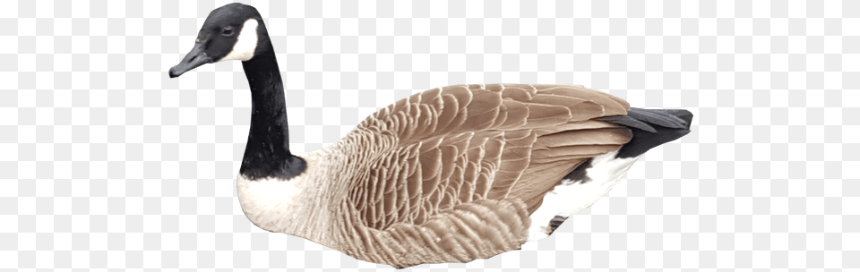 Goose Transparent Images Transparent Backgrounds Portable Network Graphics, Animal, Bird, Waterfowl Png