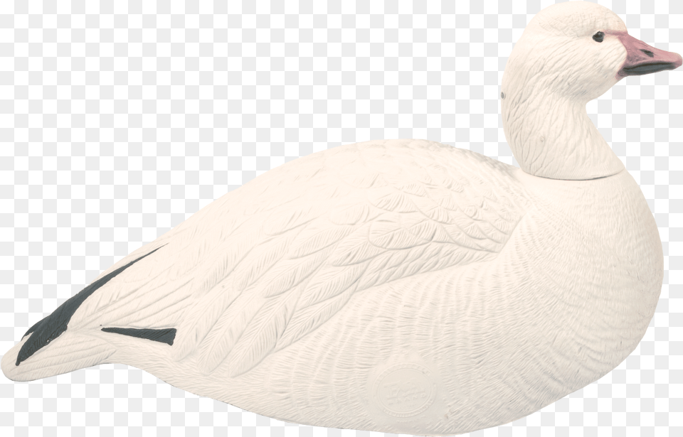 Goose Snow Animal Seaduck, Bird, Waterfowl, Anseriformes Free Transparent Png