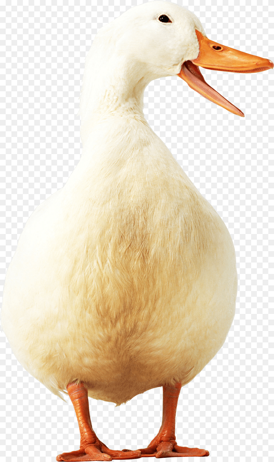 Goose Vektor Bebek Dan Ayam, Animal, Beak, Bird, Anseriformes Free Png Download