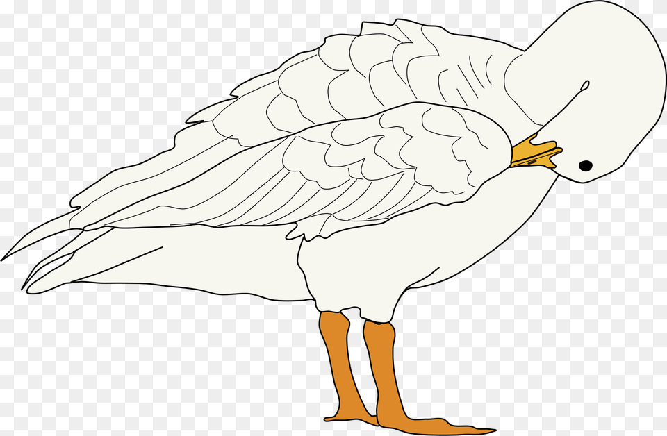 Goose With Its Head Tucked In Its Wing Clipart, Animal, Bird, Waterfowl, Person Free Png Download