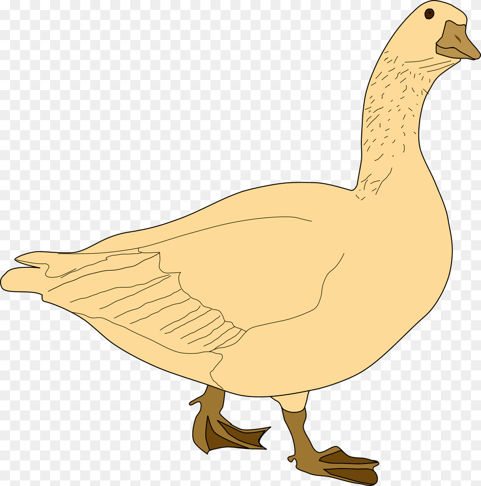 Goose22 Oca Gris Goose Clip Art, Animal, Bird, Waterfowl, Fish Free Png Download