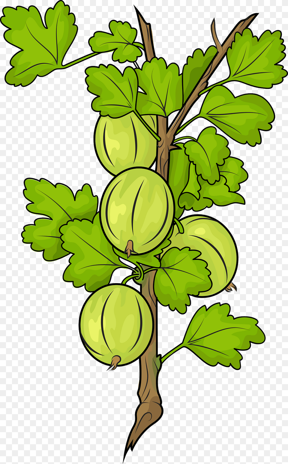 Gooseberries On A Branch Clipart, Food, Fruit, Plant, Produce Free Png