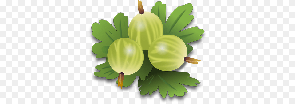 Gooseberry Food, Fruit, Plant, Produce Png Image