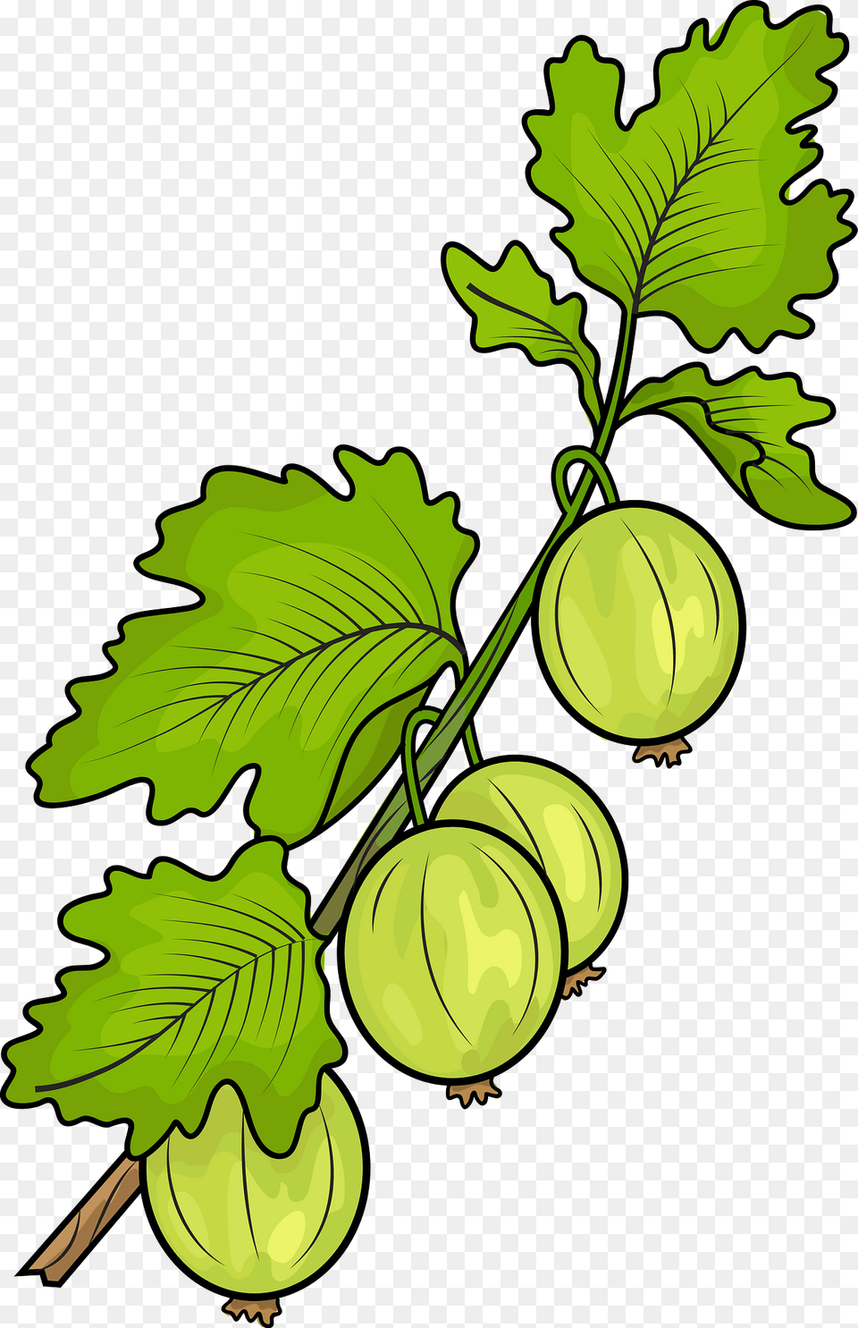 Gooseberry Clipart, Leaf, Plant, Food, Produce Free Transparent Png