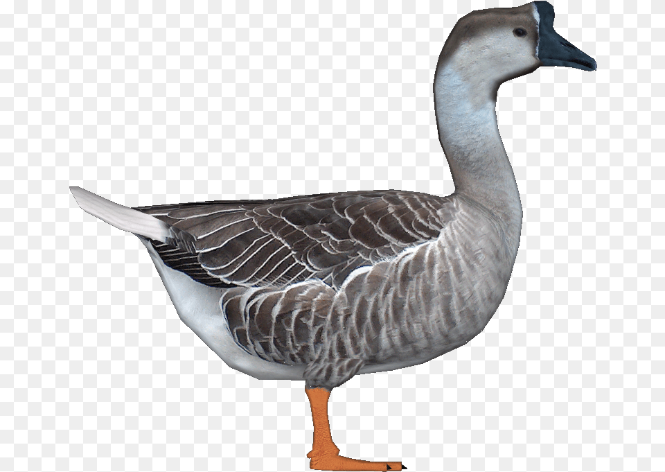 Goosechinese Jimmyzhoopz Chinese Goose, Animal, Bird, Waterfowl, Anseriformes Free Png Download