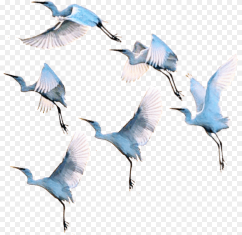 Gooses Warm Swan Ducks Duck Birds Bird Goose Flock, Animal, Flying, Waterfowl, Egret Free Transparent Png
