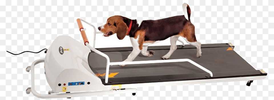 Gopet Petrun Dog Treadmill, Animal, Canine, Hound, Mammal Png