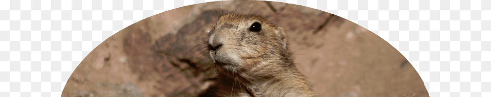 Gopher, Animal, Mammal, Rodent, Rat Free Png Download