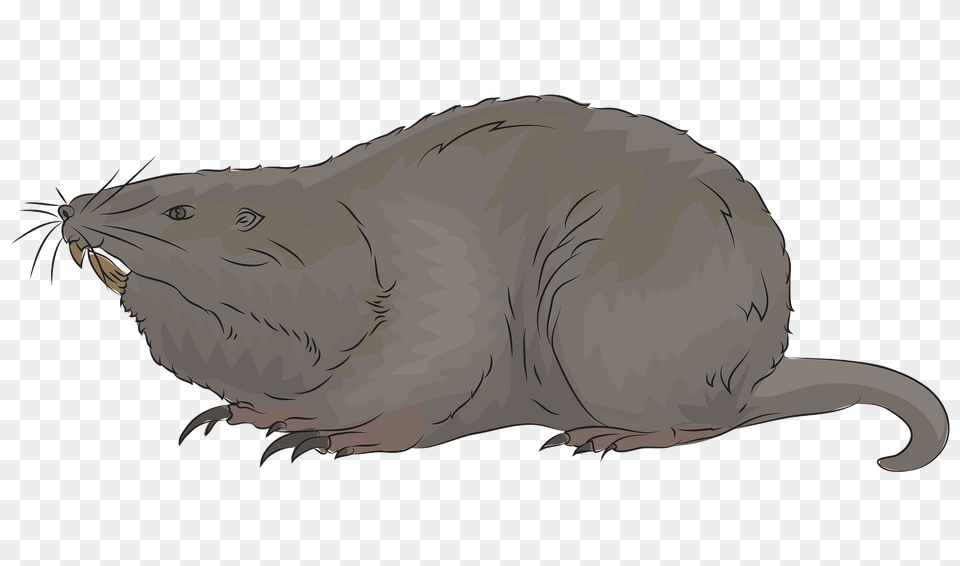 Gopher Clipart, Animal, Mammal, Rodent, Fish Free Transparent Png