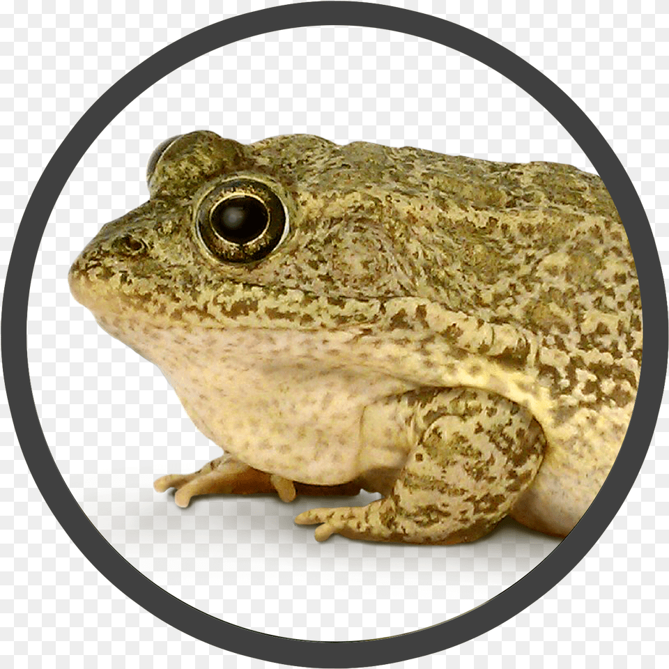 Gopher Frog Gopher Frog Large Mug, Animal, Amphibian, Lizard, Reptile Png