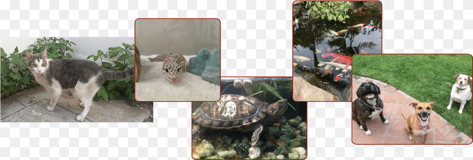 Gopher Tortoise, Animal, Sea Life, Reptile, Turtle Free Png